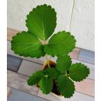  овощи рассада клубника лето. ...9cm поли pot 1 рассада сельское хозяйство . вода производство . товар вид регистрация .. средний регистрация товар вид название : лето. ...* за границей .. запрет (..( сельское хозяйство вода .HP) ссылка )