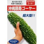 野菜種子 沖縄願寿ゴーヤー フタバ種苗のタネ