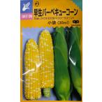 [ семена ] кукуруза . сырой барбекю кукуруза средний .. вид место. tane