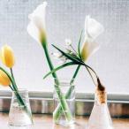 HARIO высокий лабораторный стакан 300mL ( специальная цена SALE)