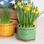 ウィッチフォード 植木鉢 塗り鉢 グレイズド ヒヤシンスボウル 直径15cmサイズ Whichford Pottery