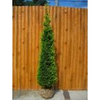  купрессоципарис голд райдер высота дерева 1.2m передний и задний (до и после) . земля рассада символ tree вечнозеленое дерево 