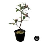  Gin chouge( волчеягодник зимний ) высота дерева 0.3m передний и задний (до и после) pot рассада низкий дерево вечнозеленое дерево 