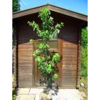 ハナミズキ樹高1.5m前後露地苗シ...