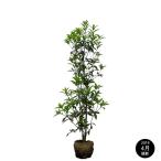 キンモクセイ樹高1.2m前後露地苗...