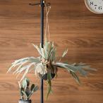 観葉植物コウモリラン造花ハンギンググリーンリアルおしゃれ壁掛けBrown....