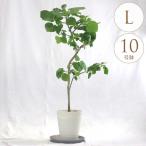 観葉植物 ウンベラータ L 10号鉢  植