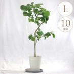 観葉植物 ウンベラータ L 10号鉢 植物 10号 インテリア 室内 玄関 屋外 庭 植木 おしゃれ リビング グリーン 緑 葉