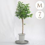 観葉植物フィカスベンジャミンM7号鉢植物7号インテリア室内リビング屋外ベラ...