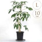 観葉植物 幸せを呼ぶ ツピダンサス L 10号鉢  植物 10号 インテリア 室内 リビング 屋外 ベランダ 玄関 オフィス 人気 幸福 育てやすい グリーン