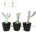 観葉植物ユーフォルビアホワイトゴーストS5号鉢植物5号インテリア室内リビン...
