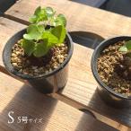 塊根植物アフリカキッコウリュウS5号サイズコーデックス珍しいキッコウリュウ...