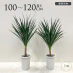 観葉植物ドラセナカンボジアーナ幸福の木M7号おしゃれ植物室内園芸インテリア...