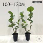 観葉植物シーグレープM7号ハマベブドウおしゃれ植物室内園芸インテリアグリー...