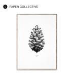 PAPER COLLECTIVE Pine Cone - White ポスター 50×70cm ペーパーコレクティブ 北欧 デンマーク コペンハーゲン アート ウォールデコレーション おしゃれ