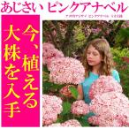 ショッピングアジサイ 送料無料 アジサイ 紫陽花 鉢花  アメリカアジサイ ピンクアナベル 5寸鉢　【※お届け時期により、花ナシ〜花付き株と混在します】