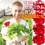 【2鉢セット】よく咲くゼラニウム 赤 カリオペ ダークレッド プリティリトルピンク 5号