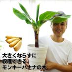 バナナ 苗 ドワーフモンキー 6号 大苗 果樹苗 バナナの木 送料無料 (7号の鉢つき)お届け先が5℃以下の場合発送不可