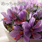 【秋咲き】夏植え球根10球セット　サフラン 球根 10球セット 秋咲き球根 サフラン球根 販売 通販