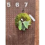 ビカクシダ　P.'First love' #2(from P.'Sailor moon' sporeling select)3 現品販売 産地直送 groote plantage