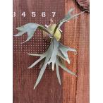 ビカクシダ　P.'Fubuki' 現品販売 産地直送 groote plantage