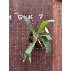 ビカクシダP.’Ice age’現品販売の魅力と育て方