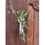 ビカクシダ P.Lykoi 現品販売で楽しむおしゃれな観葉植物