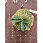 ビカクシダ　P.'Moomin'(P.Pewchan 'Compact' x P.Tonkla BS)1 現品販売 産地直送 groote plantage