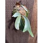 ビカクシダ　P.willnckii spore2 現品販売 産地直送 groote plantage