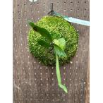 ビカクシダ　P.'Zisenhenne' Mutate3 現品販売 産地直送 groote plantage