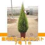 ゴールドクレスト 約80〜90cm  ウィルマ コニファー 送料無料 室内用 7号 農家直送 クリスマスツリー 庭木 植木