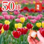 チューリップ球根福袋50球おまかせ...