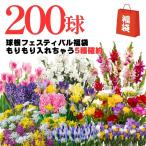 球根フェスティバル福袋200球チュ...