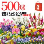 球根フェスティバル福袋500球チュ...