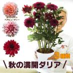 送料無料 秋ダリア 8号大鉢 蕾でお届け 黒蝶 結納 ポートライトペアビューティー 鉢植え 花 ギフトのレビュー クチコミとして参考になる投稿0枚 Roomclip ルームクリップ