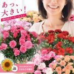 母の日 まだ間に合う プレゼント 花鉢 カーネーション 全7色 選べる 5号鉢 さくらもなか ひなあられ 産地直送 同梱不可 沖縄配送不可 2025母の日