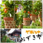 代引き不可 送料無料 ほおずき 鉢植え お中元 人気 お盆 鬼灯 ホオズキ ほおずき市 ほおずき鉢植え 風鈴のおまけつき