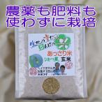 ショッピング米 5kg 送料無料 あっさり米(ササニシキ) ひとつ星 玄米,5kg,令和５年産,ヘイケボタルが生息する田んぼのお米,無農薬,無肥料,送料無料,平日の月/水/金に発送