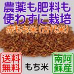 赤もち米 500g(250gｘ2袋) 赤米 玄米 古代米 ヘイケボタルが舞う田んぼで獲れたお米 農薬不要栽培(無農薬) 肥料不要栽培(無肥料) 送料無料