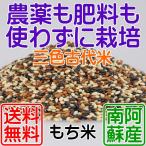  три цвет старый плата рис 500g [. мир 4 год производство ], красный рис / зеленый рис / чёрный рис клейкий рис неочищенный рис разделение kebotaru. Mai . рисовое поле ....... рис нет пестициды нет удобрение бесплатная доставка рабочий день. месяц / вода / золотой . отправка 