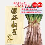 [ зима подарок ] Fukaya лук порей premium [ включая доставку .. для время ограничено :12 месяц отгрузка предположительно ]