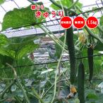  утро .. огурец есть перевод нет выбор другой 1.5kg Fukaya производство [ доставка отдельно прохладный рейс ]