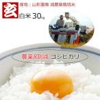 米 30kg 送料無料 コシ