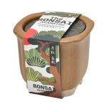 . новый керамика The BONSAI культивирование комплект красный сосна размер : примерно W8.5 D8.5 H7.5 GD-99202