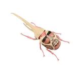 自由研究シリーズNo.262TVア...