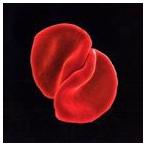 輸入盤 PETER GABRIEL / SCRATCH MY BACK [CD]