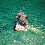 輸入盤 JOYCE MANOR / CODY [CD]