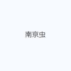 南京虫