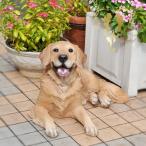 ショッピング置物 【送料無料】 【ゴールデンレトリバー】 【ガーデニング雑貨】 【犬置物】 犬の置物 ドッグ本物そっくり 庭 ガーデン 雑貨 オーナメント  おしゃれ置物 樹脂