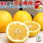 訳あり 愛媛 河内晩柑 